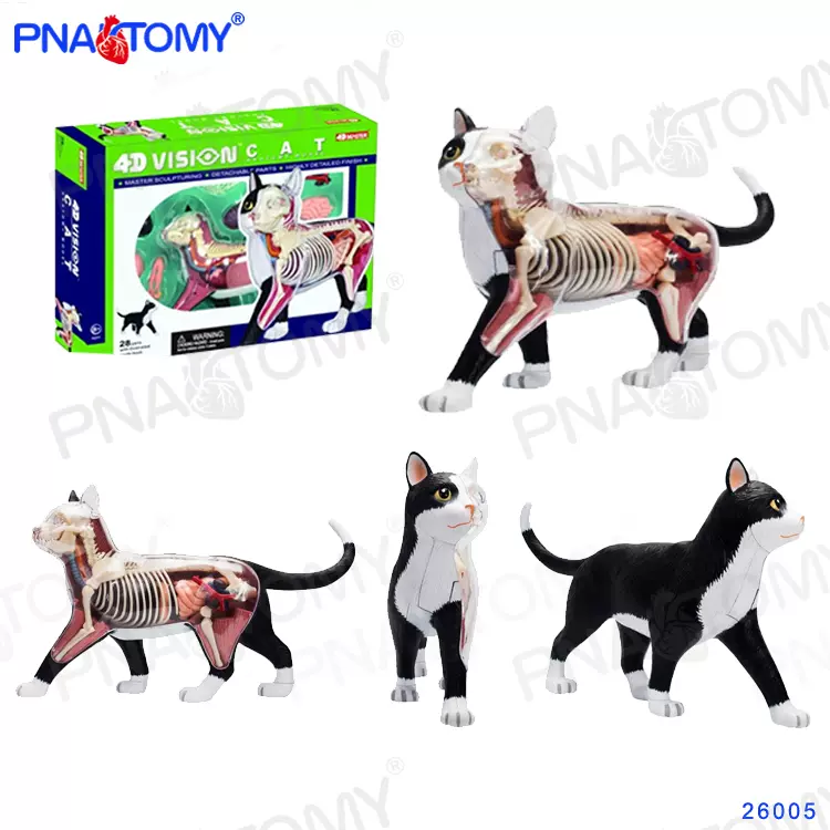 4D MASTER 猫の解剖模型 約25cm 4D Master Vision Cat Skeleton & Anatomy Model Kit : Amazon