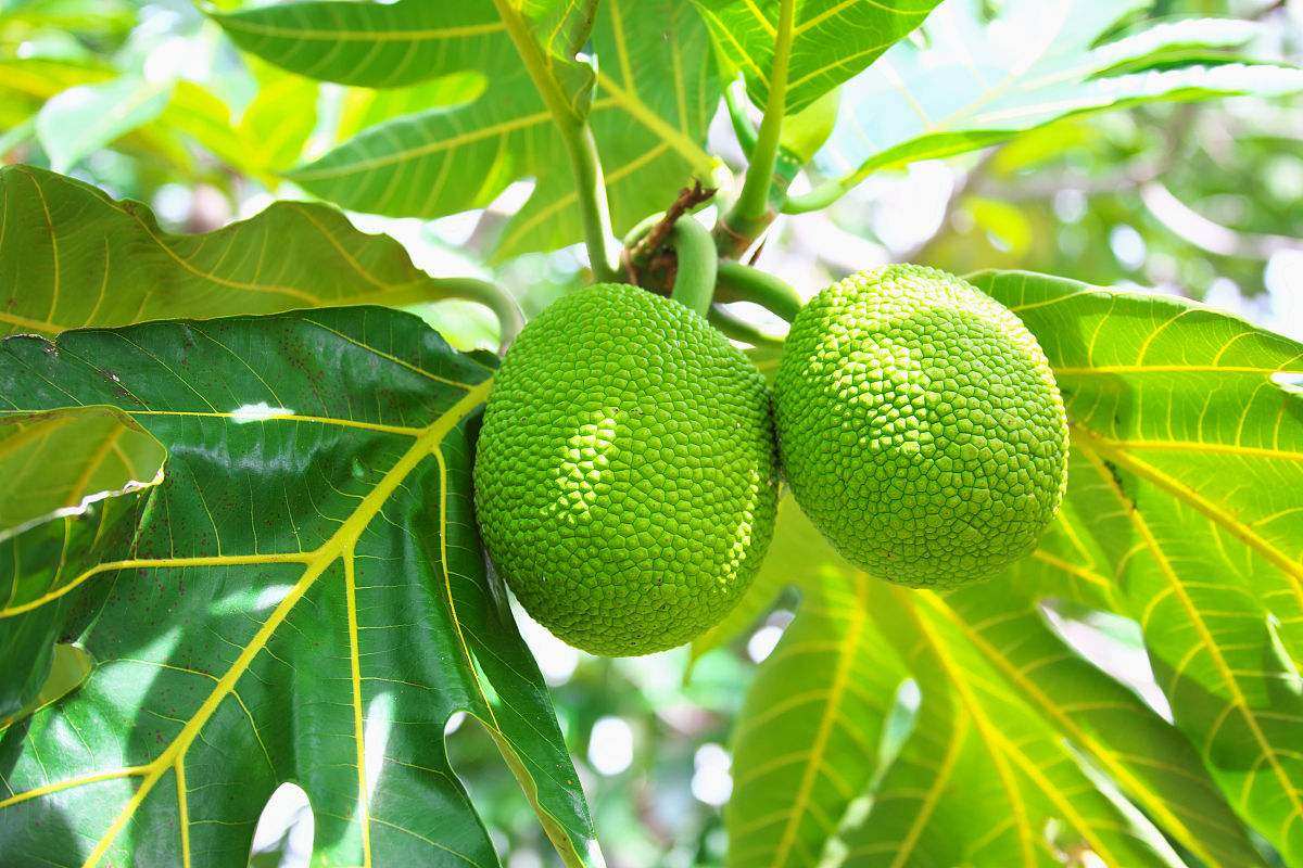 9,木橘 又叫孟加拉苹果.外表像油渍,需要11个月才能成熟.