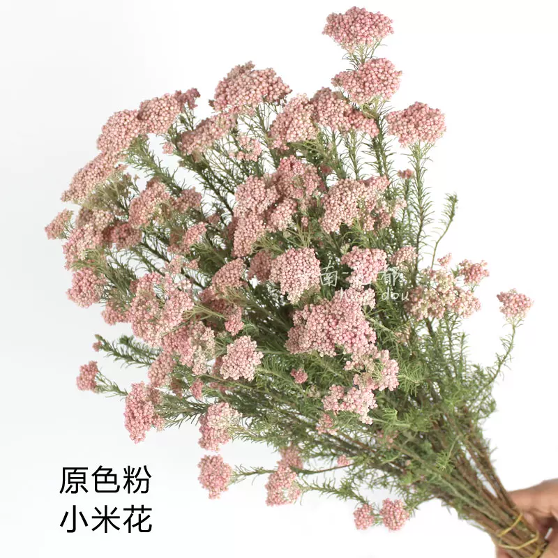 原色小米花干花网红少女粉干花高端diy永生花家居装饰摆设 Taobao