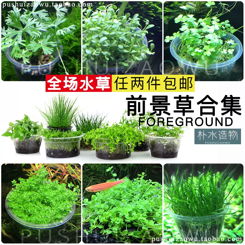 鱼缸前景水草活体日本迷你爬地矮珍珠牛毛毡天胡荽湖葵叉