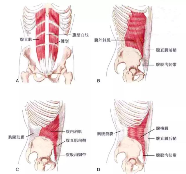 腹壁肌肉由外向内图片