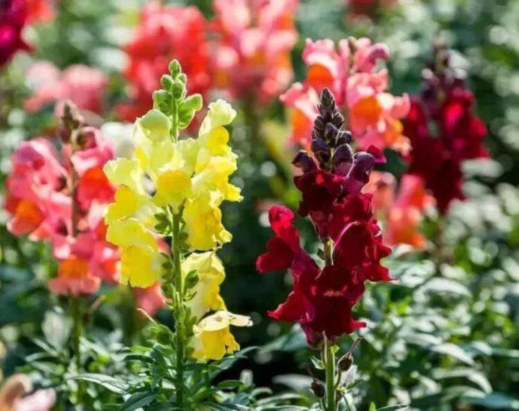 金鱼 一串串 花色艳丽 家庭种超适合 美优享 美丽优品分享好站 优品情报站