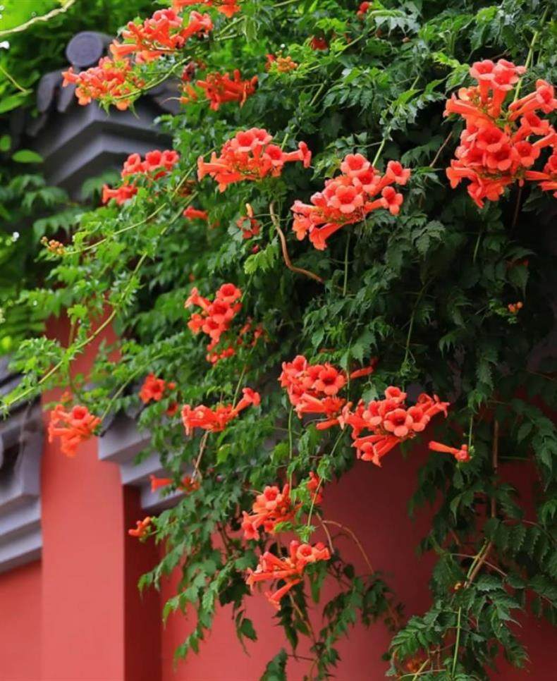 13种藤蔓花一开一大片,圆你"花墙梦"