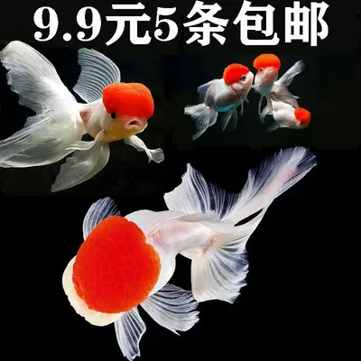 耐寒冷水小金魚觀賞魚鴻運當頭獅頭淡水小型魚冷水魚庭院包活包郵 Taobao