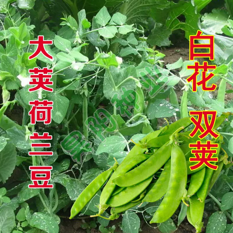 寿光蔬菜大荚荷兰豆种子白花双荚春秋播种食用菜豌豆家庭菜