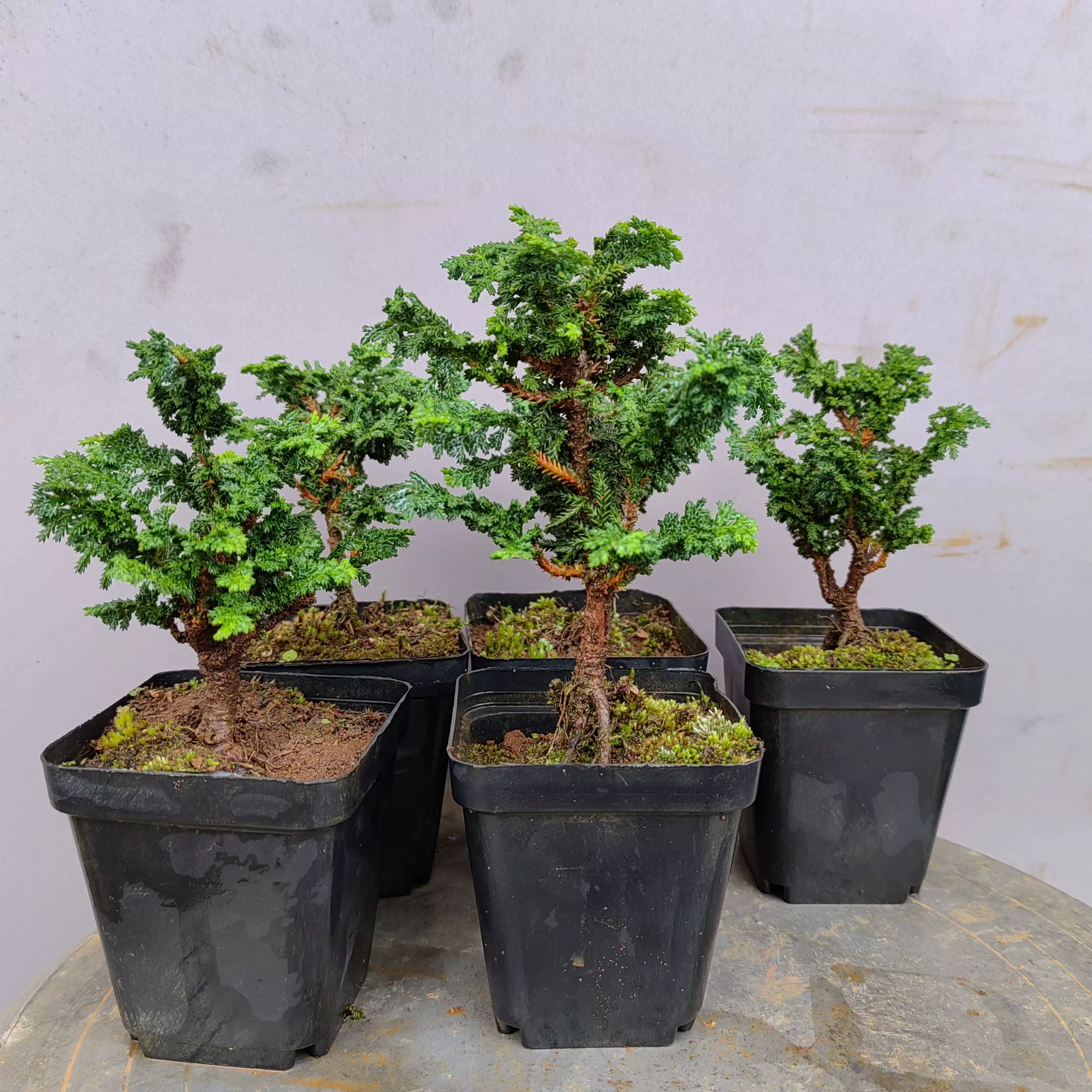 盆栽味澤 石化檜 盆栽 小品盆栽