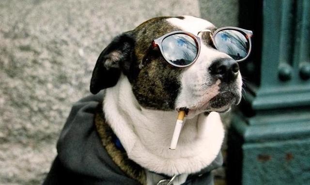 二手烟的危害不仅仅是对人,对狗也有影响 - 美优享 - 美丽优品分享好