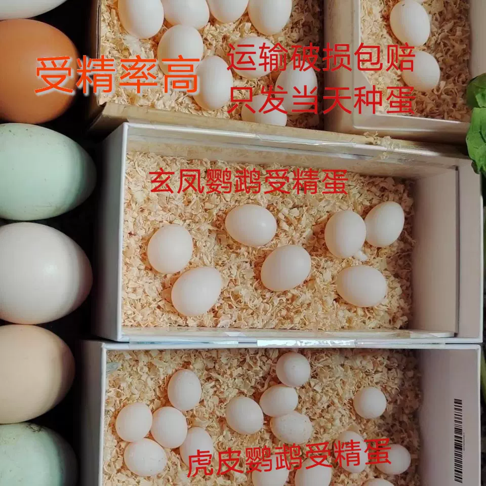 玄鳳鳥蛋受精蛋虎皮種蛋可人工孵化fu1100