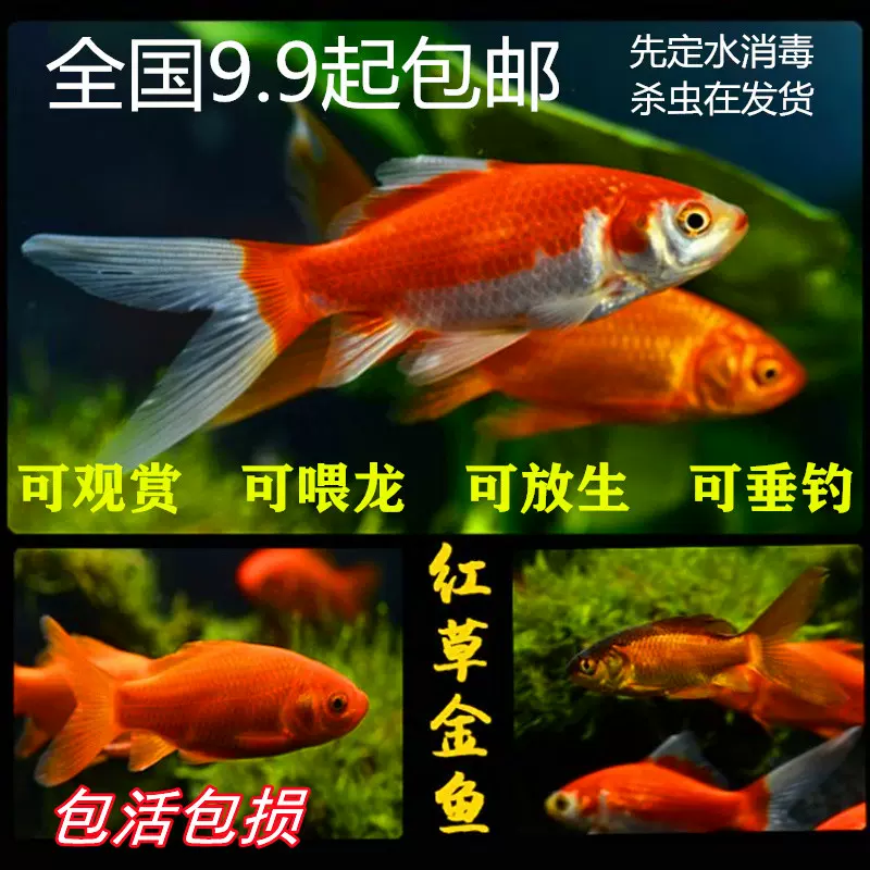 い出のひと時に とびきりのおしゃれを 新品 即決 ポンプ付き 中型水槽 生簀 2 150 60cm 巨大魚 錦鯉飼育 繁殖に 錦鯉 Labelians Fr