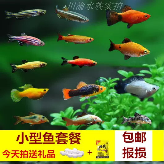 小型魚套餐淡水魚熱帶觀賞魚活體斑馬魚胎生魚練手魚包郵草缸魚 Taobao