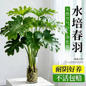 
Spring feather hydroponic plants indoor potted plants living room office desktop green plants flowers big leaf monstera water cultured green plants