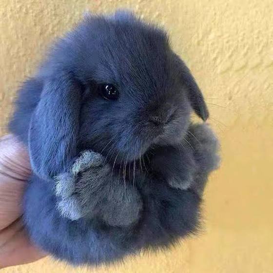 Mini dwarf rabbits children feed living lives phoenix small tea cups long not big pet dormitory