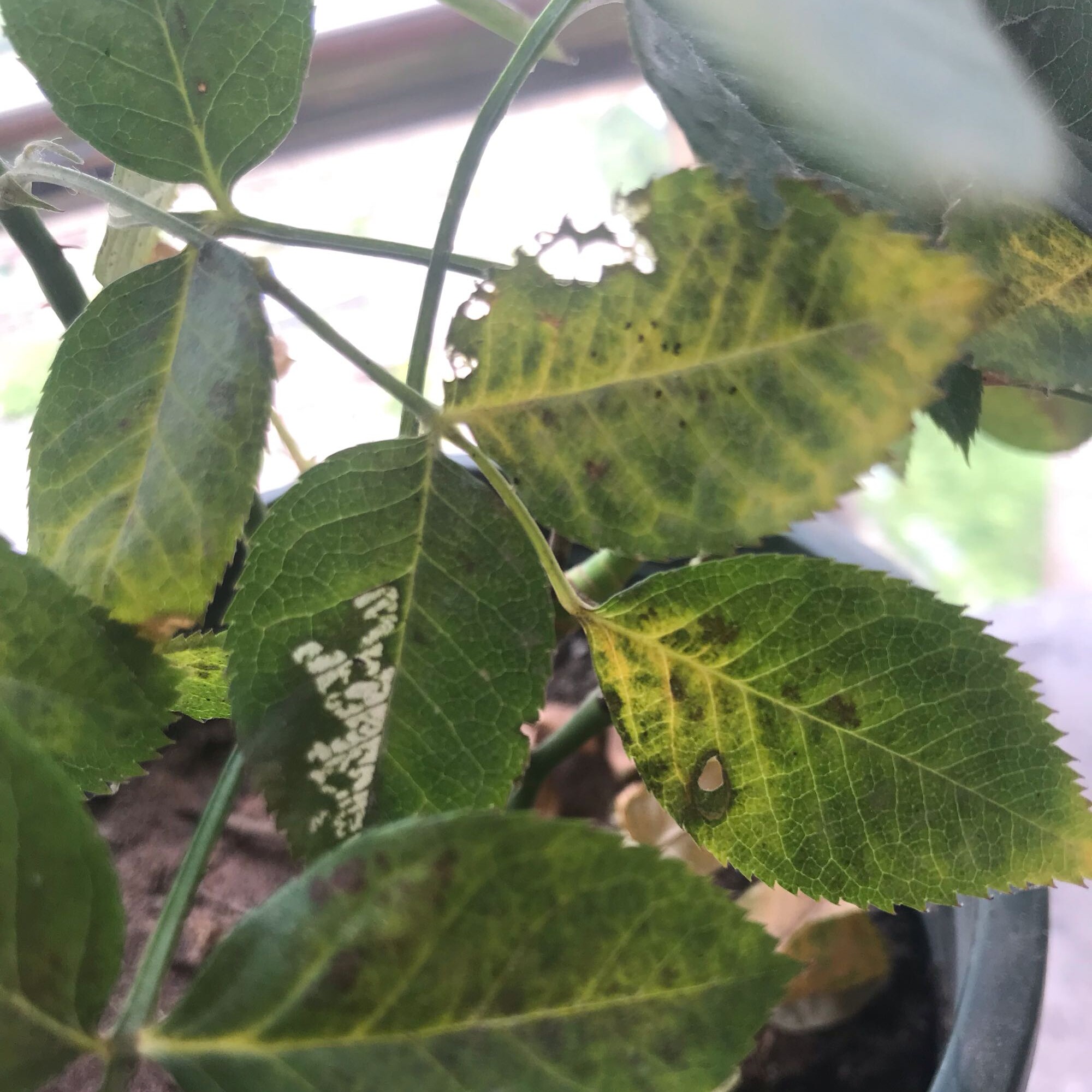 病害:月季红蜘蛛 叶子黄叶  个人体会:红蜘蛛爆发很严重的,会侵害叶子