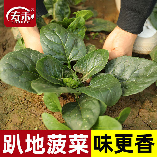 Spinach seeds, autumn and winter cold-resistant seed vegetables, overwintering spinach seeds, rapeseed seeds, old varieties