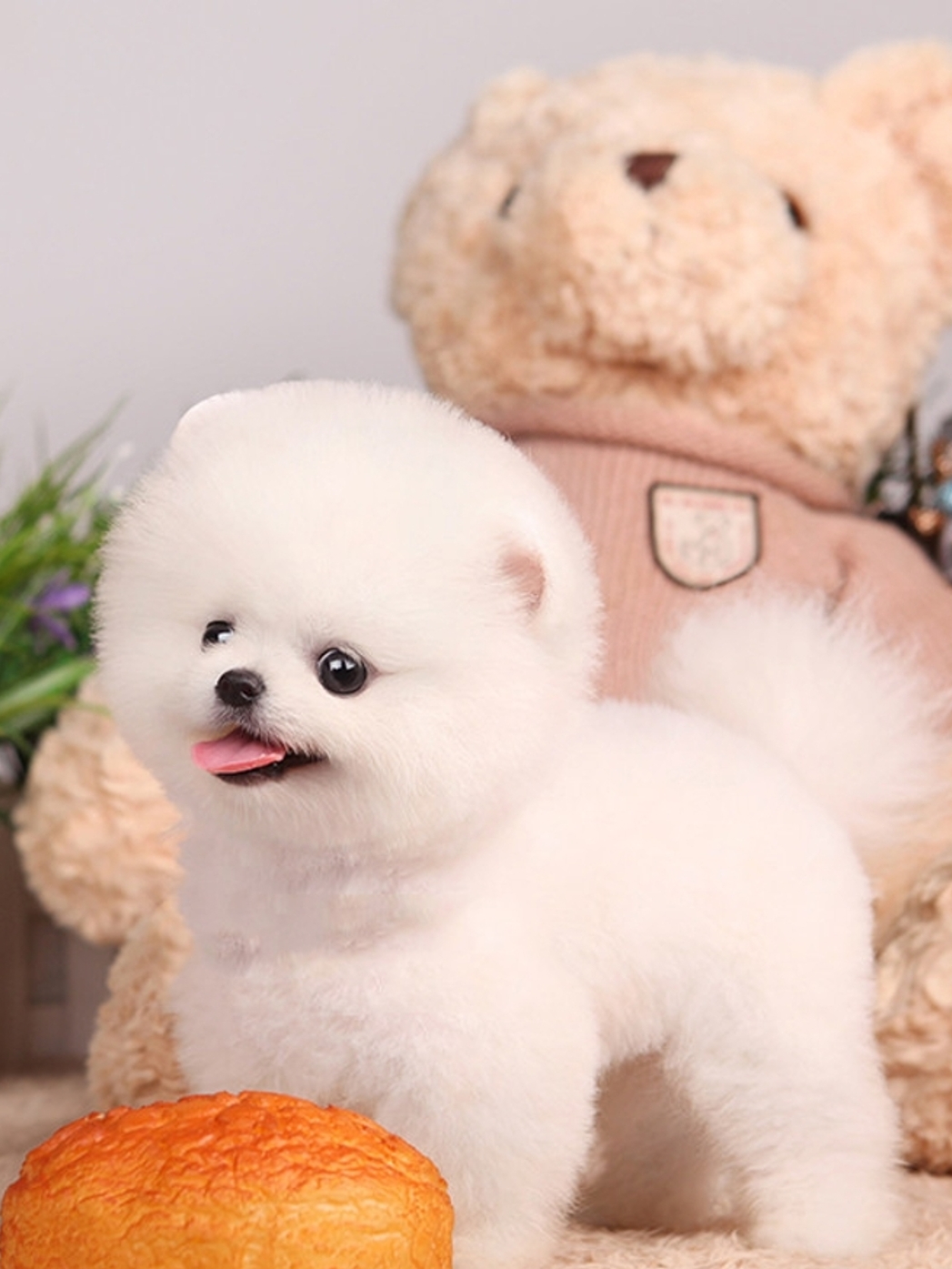 星巴斯小体型白博美俊介犬