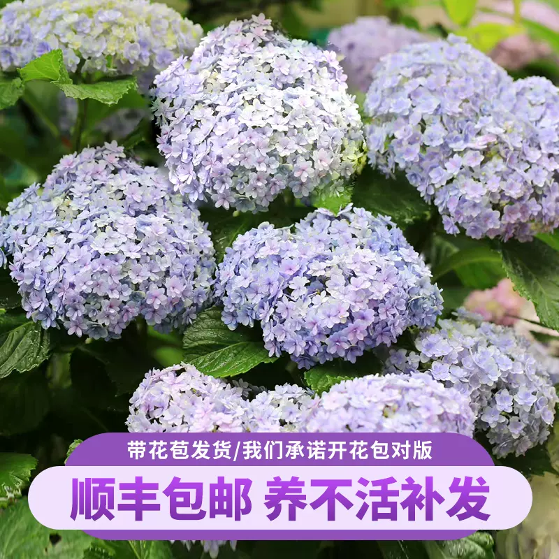 花手鞠绣球花苗盆栽带花无尽夏绣球花树苗大苗老桩花卉