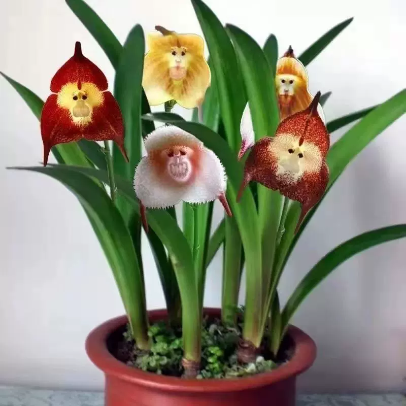 猴面球根花四季开花室内外阳台土培浓香花苗耐寒耐 猴面球根花四季开花室内外阳台土培浓香花苗耐寒耐