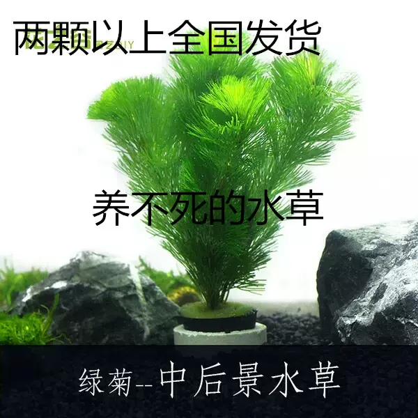 鱼缸水族箱装饰活体水草绿菊蜈蚣草金鱼草小红波莫