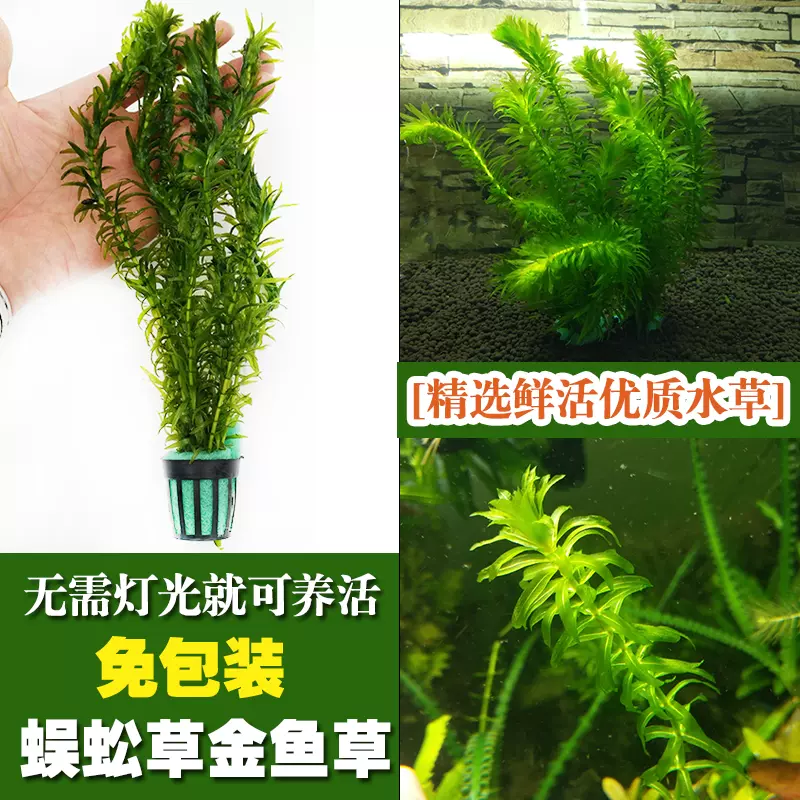 魚缸好養的水草蜈蚣草金魚草水族箱造景裝飾懶人 魚缸好養的水草蜈蚣草金魚草水族箱造景裝飾懶人
