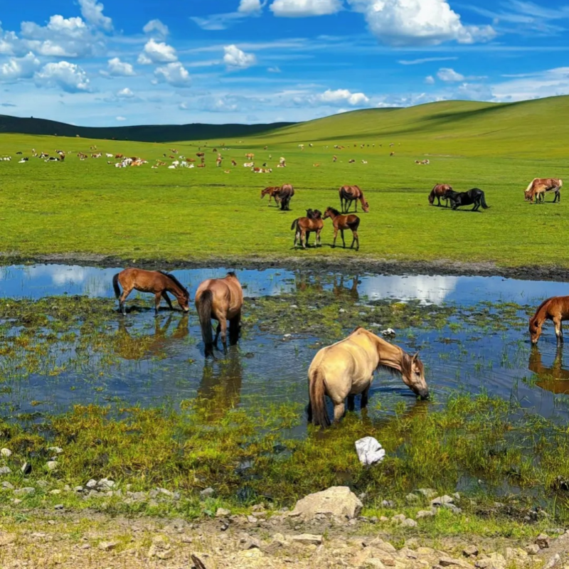 洛阳出发 南京自由行入住诺富特酒店 游玩总统府