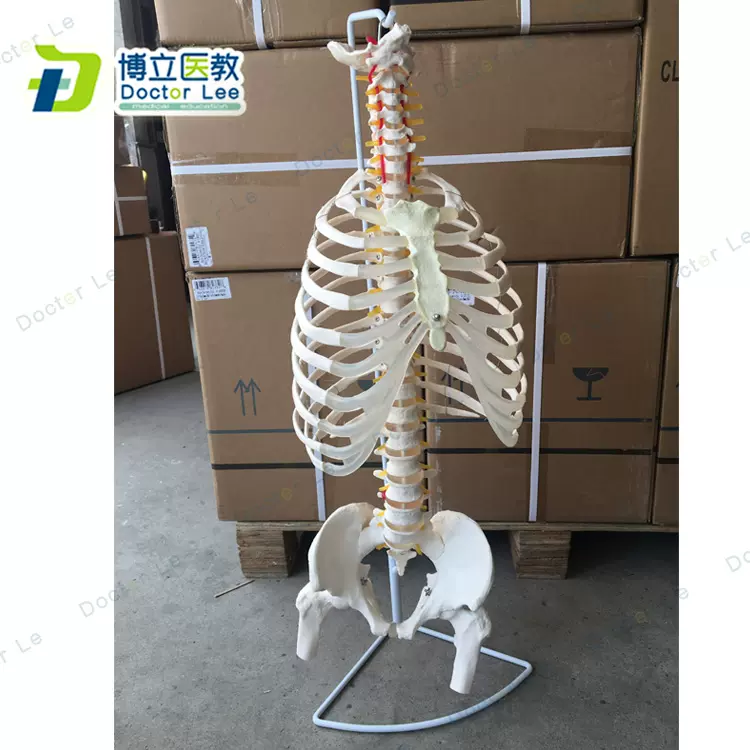 全健会公式 ドイツ製 SOMS社 ソムソ社 脊柱骨格模型 人体 脊髄 骨盤 