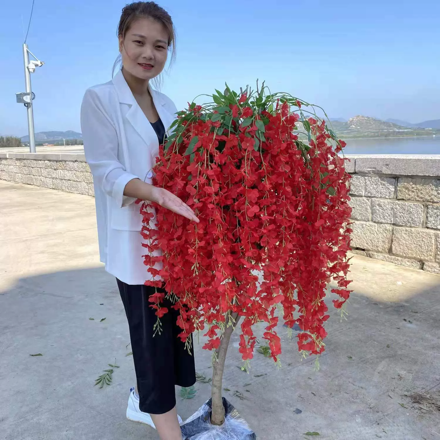 紫藤花树苗紫藤花盆栽地栽阳台庭院当年种植当年开花