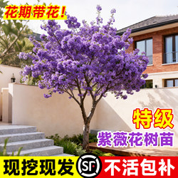 Potted Ziziphus Jujuba Flower Tree Seedlings, Red-Flowered Plants for Courtyard, Old Stump Garden, Outdoor Landscaping Plants, Large Seedlings for All Seasons