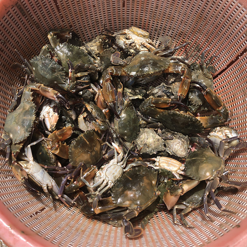 厦门旅游鼓浪屿+赶海抓蟹+泉州簪花纯玩4天3晚15人团0购物跟团游