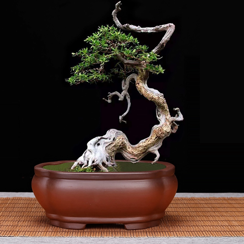 宜興 紫砂花盆栽 多肉植物盆 景盆 菖蒲盆 宜興 紫砂花盆栽 多肉植物盆 景盆 菖蒲盆 - 工芸品本当に 安い 通販