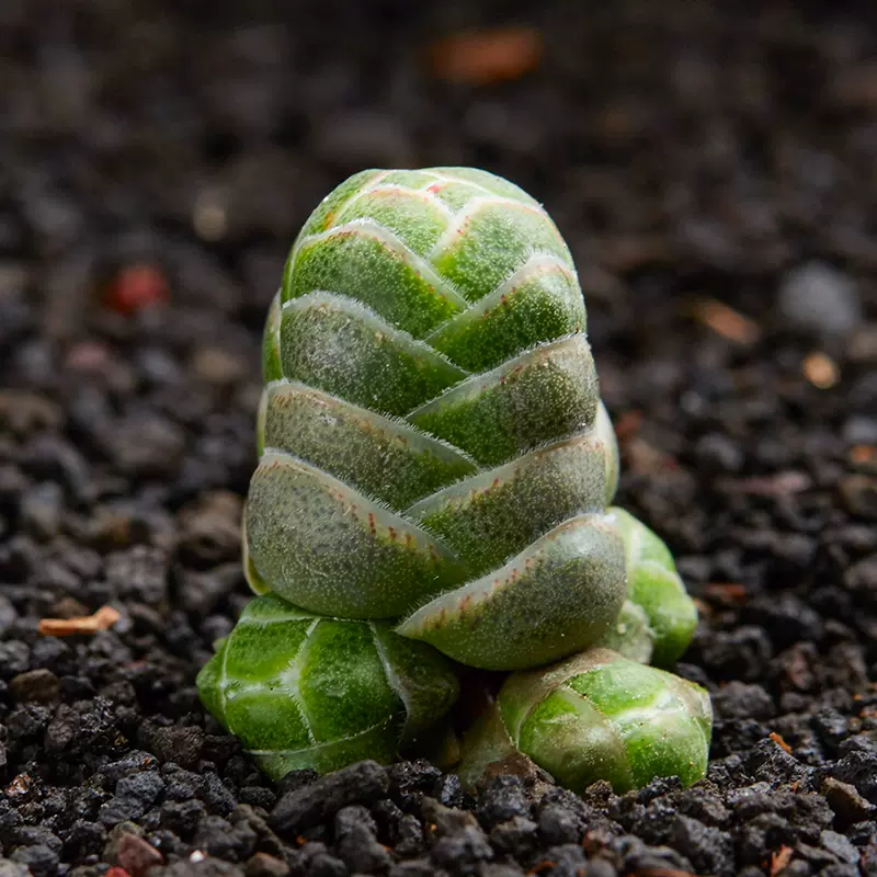 玉椿花椿 多肉植物吸财树方塔玉椿花椿火星人断崖