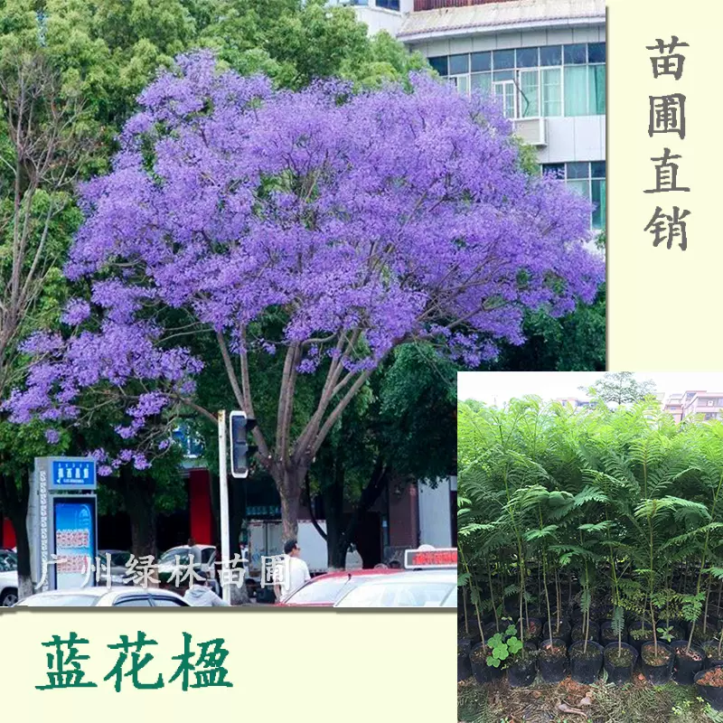 蓝花楹树苗名贵苗木公园行道树苗庭院紫云木苗蓝花