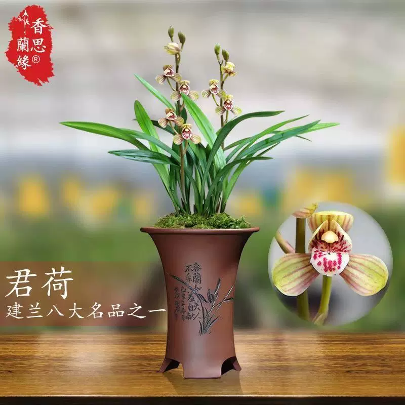 花卉4 ボケ（木瓜）：八重長寿4号ポット の通販 | 園芸ネット