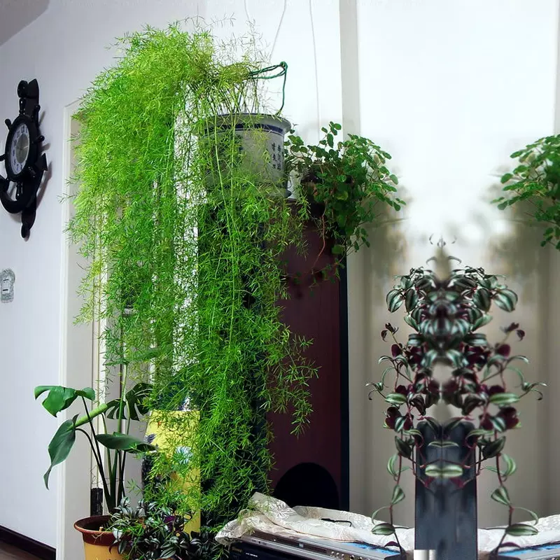 天门冬盆栽花苗四季武竹丝耐寒绿植物阳台室内外垂吊花卉庭院