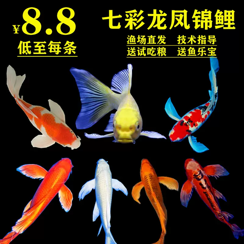 黃金龍鳳錦鯉觀賞魚小型淡水純種活體金魚活魚冷水魚耐活招財包郵 Taobao