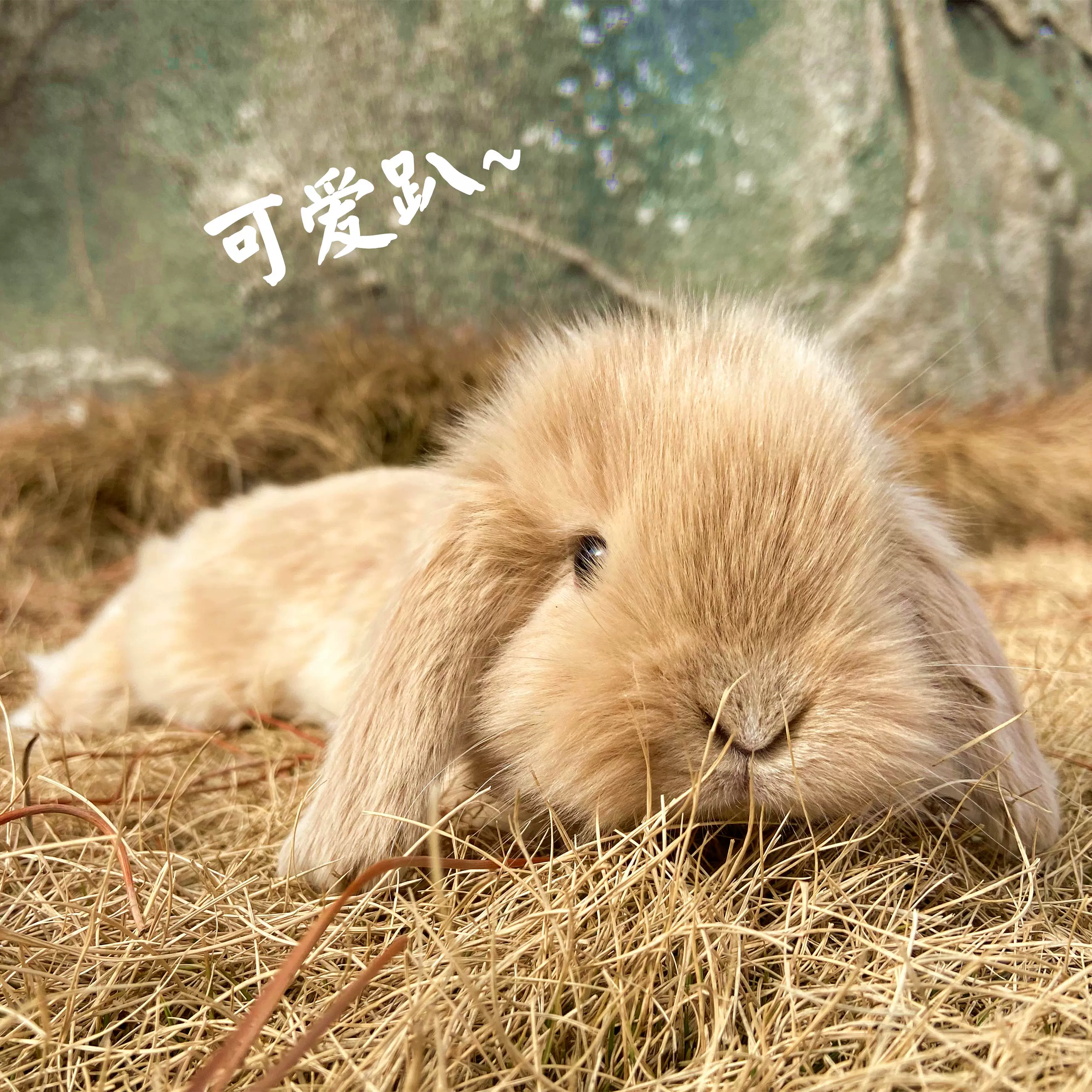 小咖啡兔图片,小图片_大山谷图库