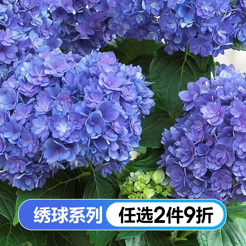 虹越绣球花手鞠重瓣盆栽大花纱织小姐腔调艾薇