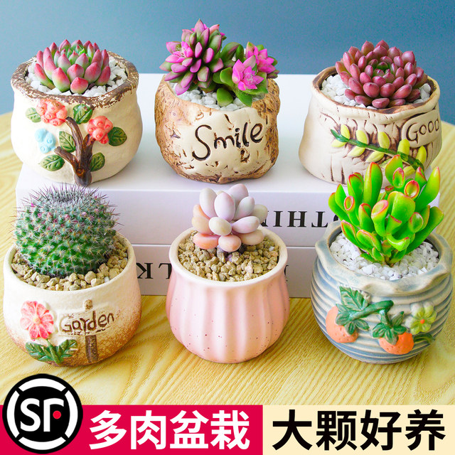 Succulent plant combination indoor small potted plant jade dew peach egg old pile cactus green plant kindergarten cactus gift