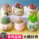 Succulent plant combination indoor small potted plant jade dew peach egg old pile cactus green plant kindergarten cactus gift