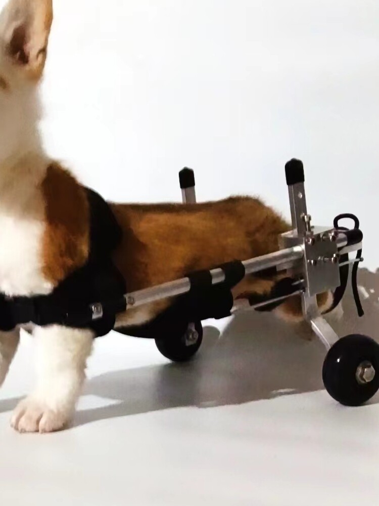 Pet Wheelchair for Hind Leg Assist - Dog, Cat, Rabbit