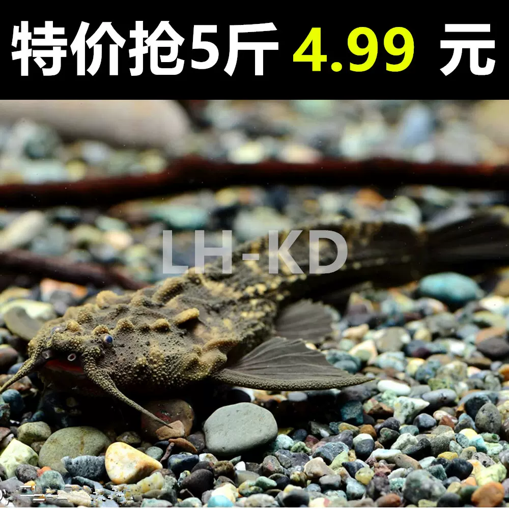 溪流缸大磯沙魚缸水草砂底砂水族造景砂南美原生缸溪流砂河砂河沙 Taobao