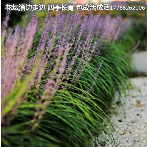 庭院绿化苗花坛篱笆沿边植物细叶麦冬草苗大叶麦冬