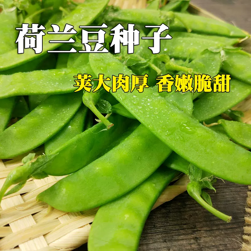 荷兰豆种子大荚肉厚蔬菜籽春秋播软荚豌豆带荚豌豆