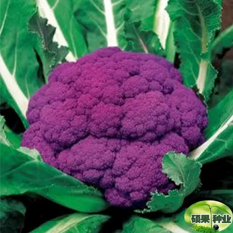 蔬菜种子紫色花椰菜种子四季播菜花菜籽家庭院菜园种菜阳台