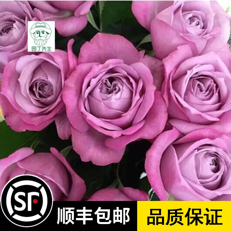园丁先生新品月季紫魂香水紫色冰激凌大花浓香勤花月季花苗 Taobao 园丁先生新品月季紫魂香水紫色冰激凌大花浓香勤花月季花苗 Taobao