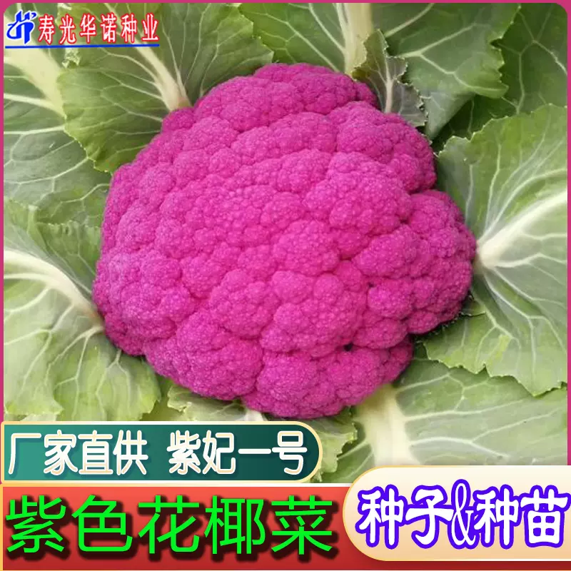 紫色花菜种子特色花椰菜西兰花春秋种植紫色菜花紫妃一号花菜