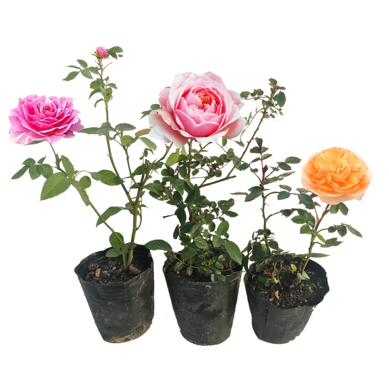 
Super micro rose shrub balcony potted garden blooming flowers mini miniature rose green plants indoor balcony easy to grow