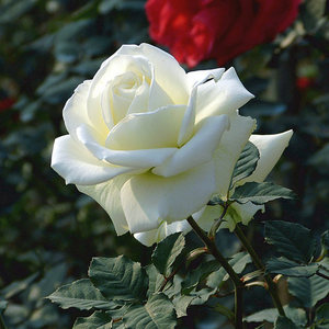 
White rose Tannick Snow White large flower cut flower rose seedling courtyard balcony flowering plant