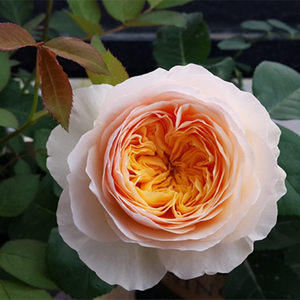 
Shrub rose Juliet flower seedlings European moon cut flowers Austin cut roses balcony courtyard pot planting