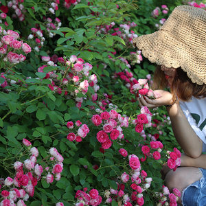 
Rouge Button Vine New Product Country Moon Climbing Plant Climbing Easy to Maintain Garden Balcony Rose Potted Plant