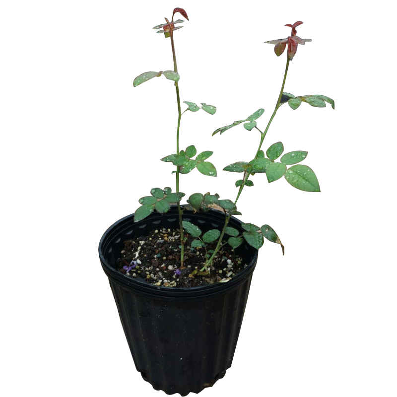 
Micro-blue/new large-flowered blue-purple rose seedlings bloom frequently, are disease-resistant, have multiple heads and are fragrant